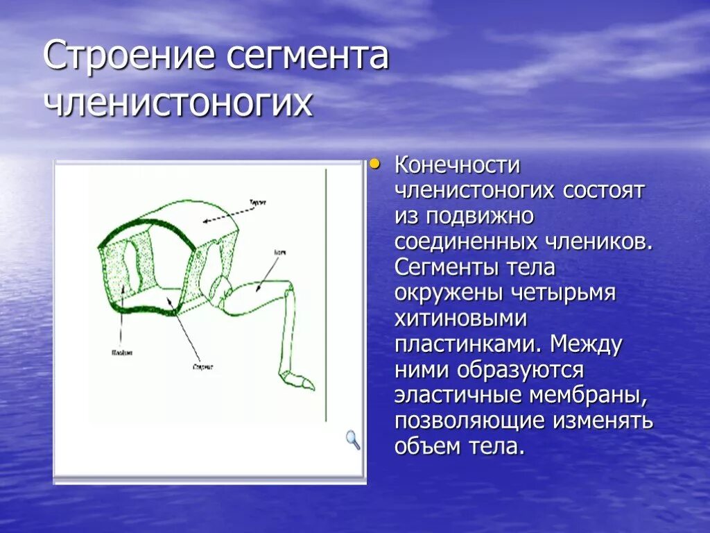 Сегментированное туловище. Членистые конечности членистоногих. строение ноги членистоногих. членистое строение конечностей. сегментированное строение тела членистоногих.