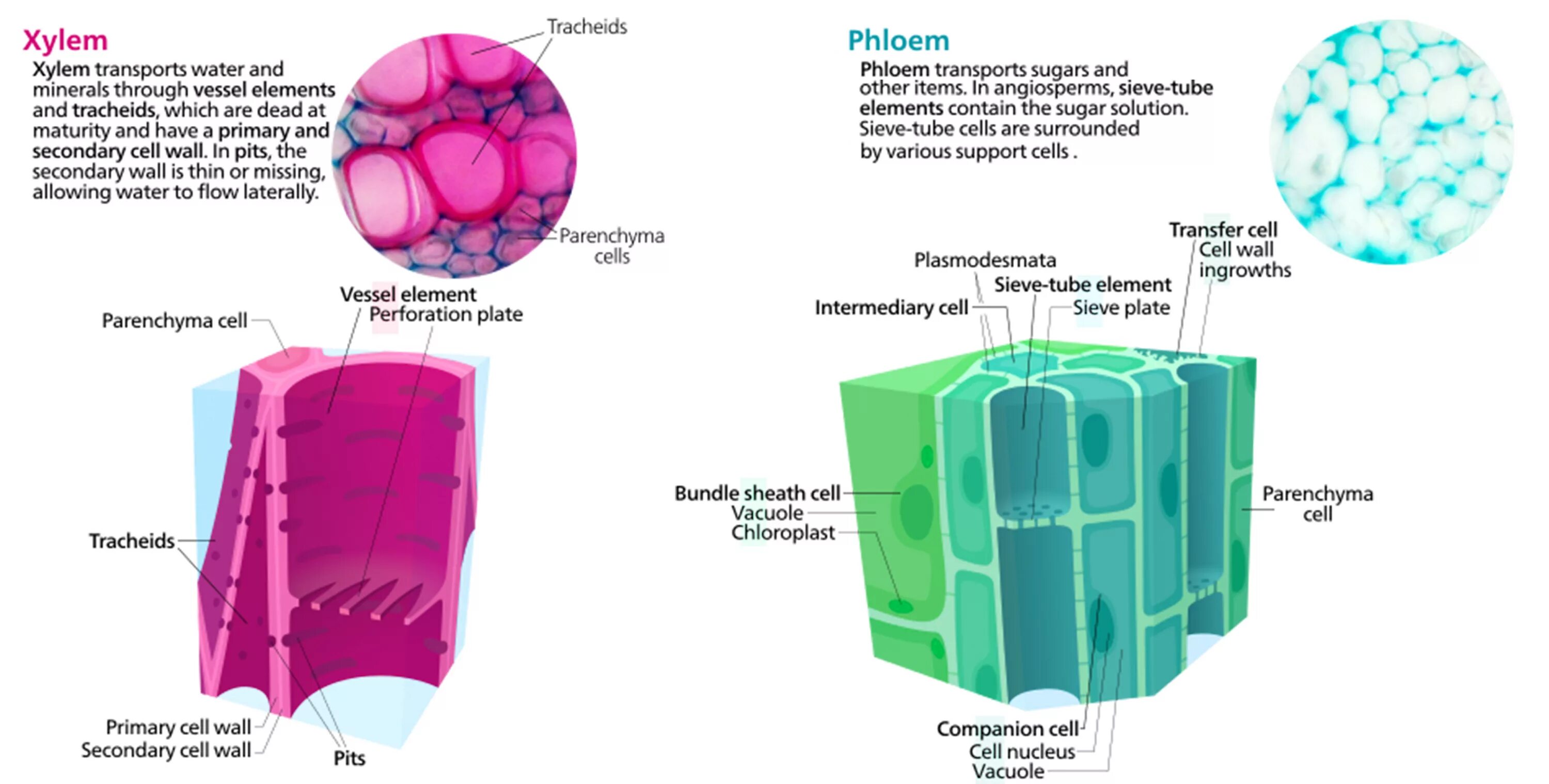 Ксилема восходящий ток. Phloem cell structure. Ксилема и флоэма рисунок. Ксилема ткань растений. Ксилема и флоэма под микроскопом.