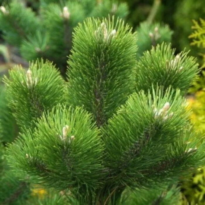 Сосна nigra Oregon Green. Сосна черная Орегон Грин Oregon Green. Сосна черная (сорт 'Oregon Green'). Pinus nigra.