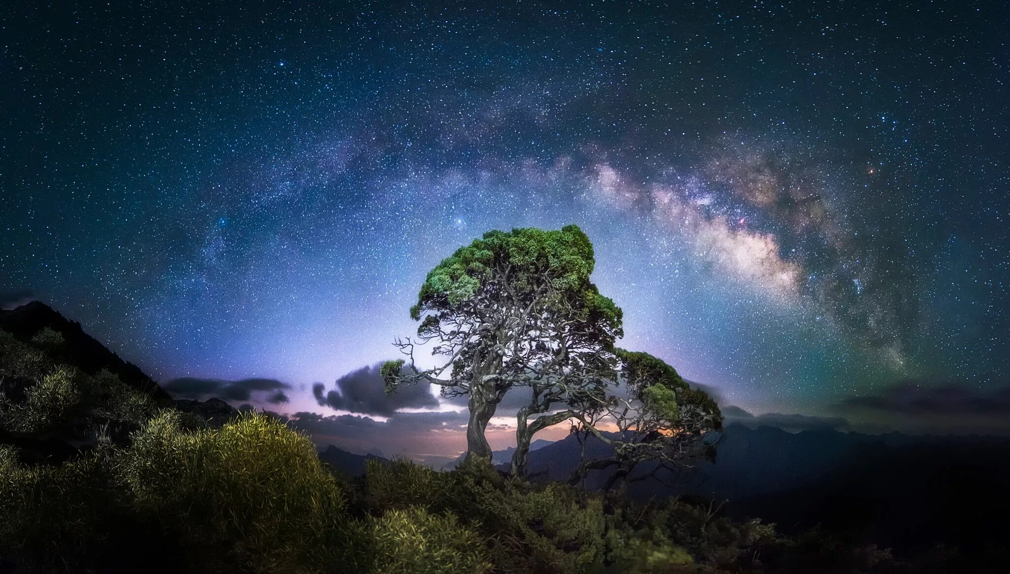 Звездное небо. Млечный путь. Млечный путь дерево. Дерево ночью. Tree star