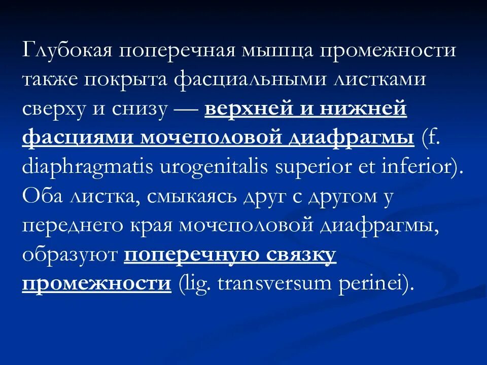 Фасции мочеполовой диафрагмы. Мышцы мочеполовой диафрагмы. Поверхностные мышцы мочеполовой диафрагмы. Глубокие мышцы мочеполовой диафрагмы.