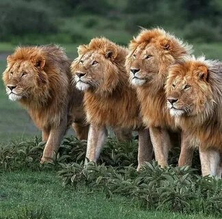 Four animals