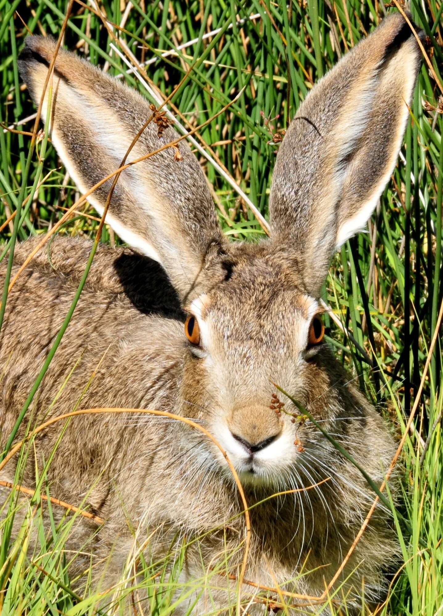 Hare&#039;s
