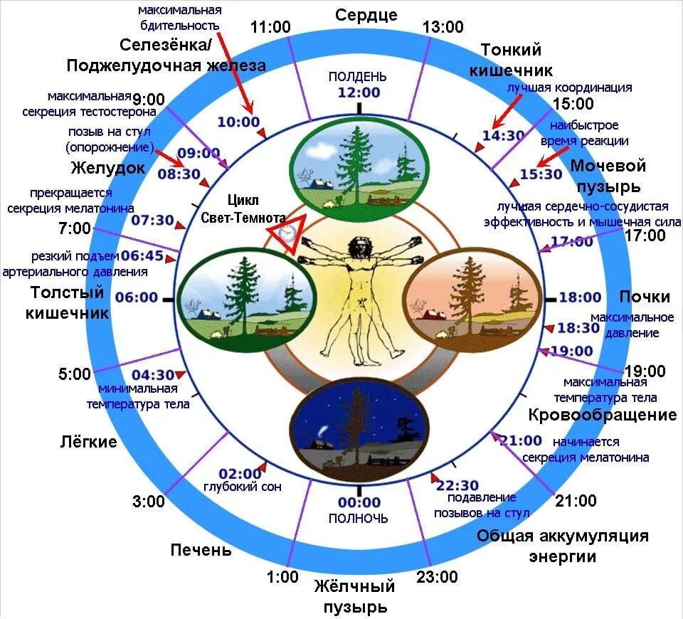 Биология часы 2023. Схема циркадного ритма человека биологические часы. Биологические суточные часы организма человека по часам работы. Циркадные ритмы органов человека суточные. Активность органов по часам суточные биоритмы.