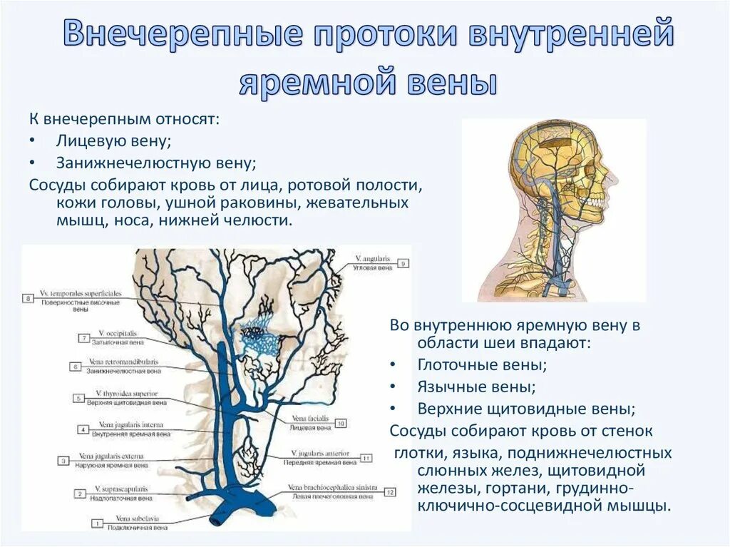 Отток крови от головного мозга. Внутренняя яремная Вена анатомия притоки. Внутренняя яремная Вена внечерепные притоки. Внечерепные притоки внутренней яремной вены. Яремная Вена анатомия схема.
