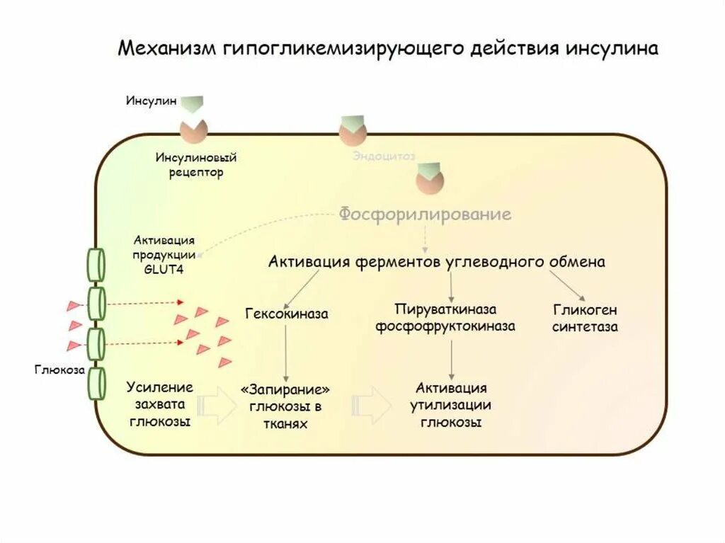 4. Механизм действия инсулина. Действие инсулина на углеводный обмен схема. Механизм инсулина глют4. Механизм действия инсулина glut 4. Фермент расщепляющий инсулин