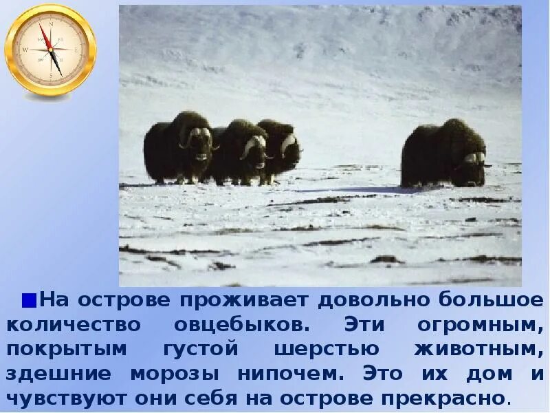 Остров врангеля 2 класс окружающий. Остров врангеля проект. остров врангеля интересные факты. остров врангеля население. заповедник остров врангеля презентация.