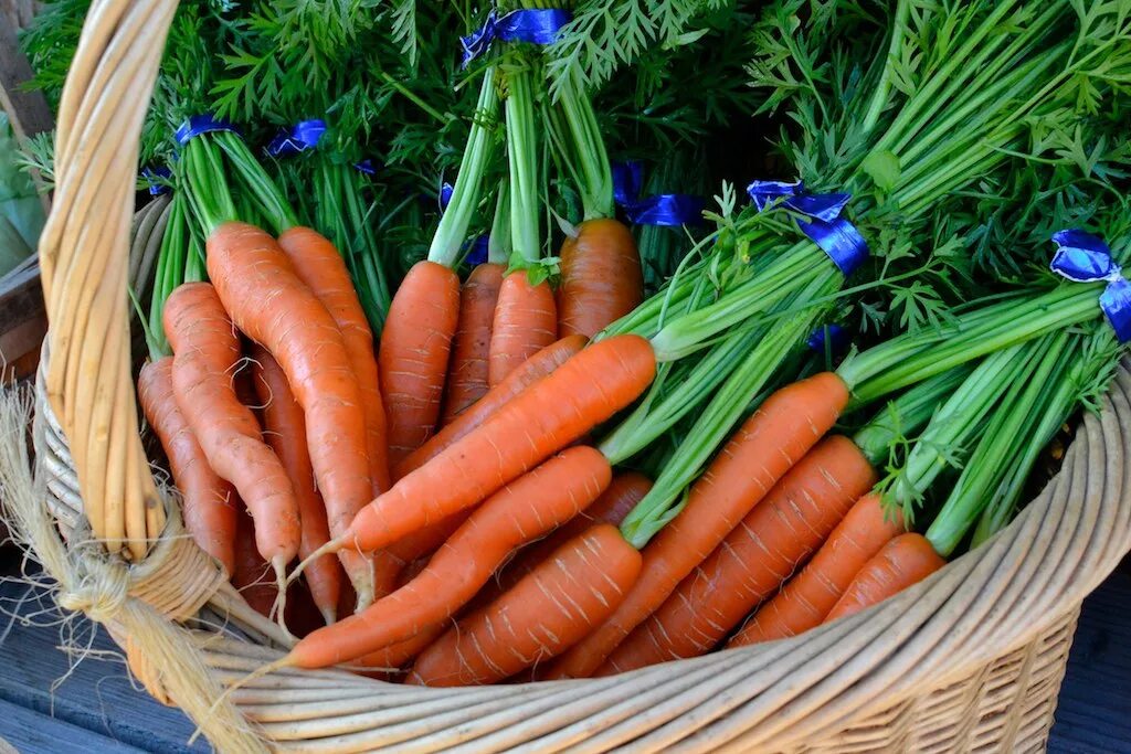 Морковь в черноземье. Морковь. Осенние корнеплоды. Корзинка с морковью. Урожай моркови.