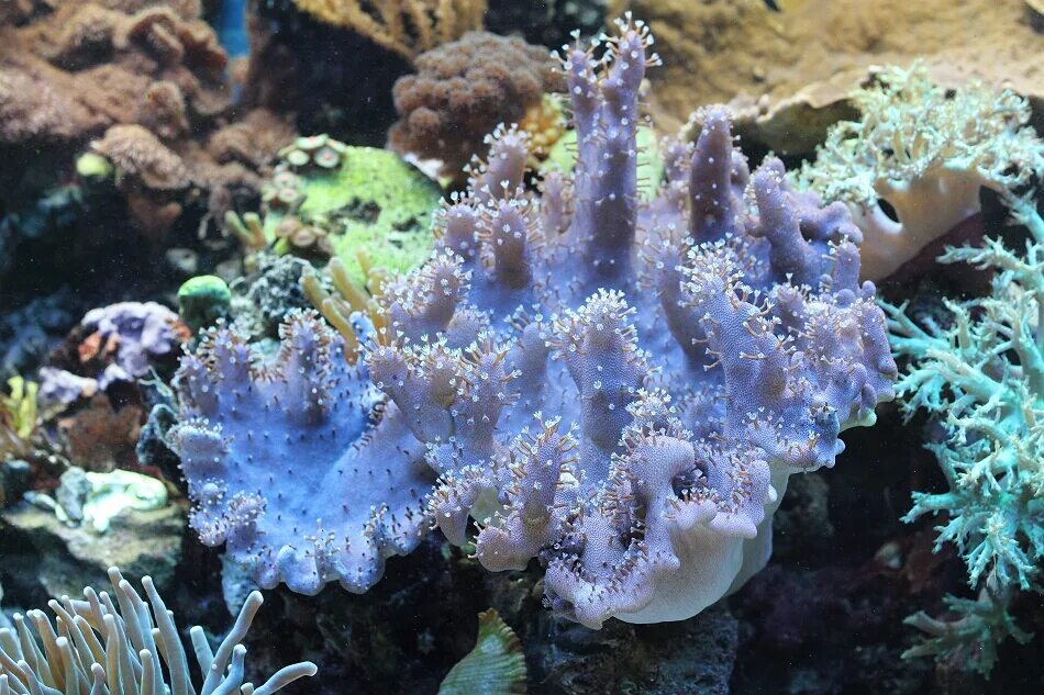 Ксения пульсирующая (xenia sp. Синулярия ушастая зеленая. Мягкие кораллы. Мягкие красивые кораллы. Лобофитум aasp.