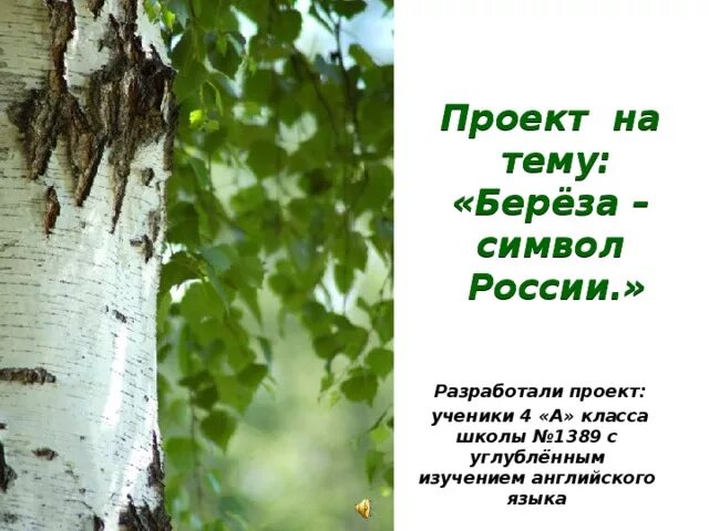 Проект про березу 3 класс Коллективный проект 3 класса "Чудо-дерево" презентация онлайн