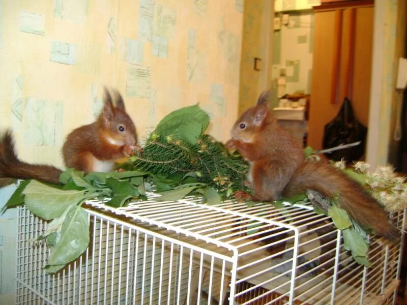 белка в живом уголке. белка в зоомагазине. белка живая. карликовая белка дегу. белка дегу.