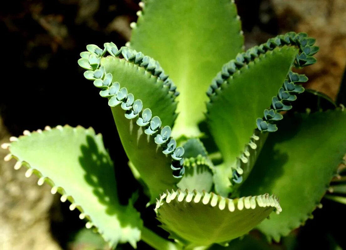 Каланхоэ бриофиллум. Каланхоэ Дегремона. Каланхоэ Дегремона (Kalanchoe daigremontiana). Бриофиллум Дегремона. Каланхоэ d7 h13