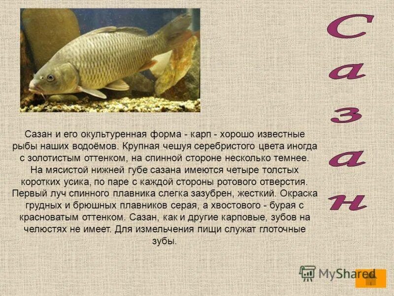 Класс рыбы сазан. Рыбы отряда карповых. Класс рыбы сазан. Класс рыбы сазан. Карп описание рыбы.