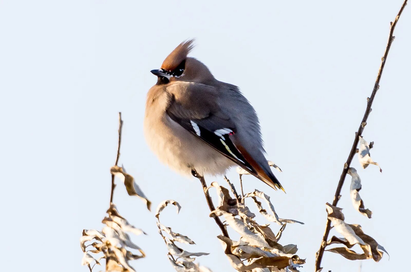 Свиристель обыкновенный (Bombycilla garrulus). Кедровый свиристель. Дрозд свиристель Крымский. Свиристель ареал. Слово свиристел