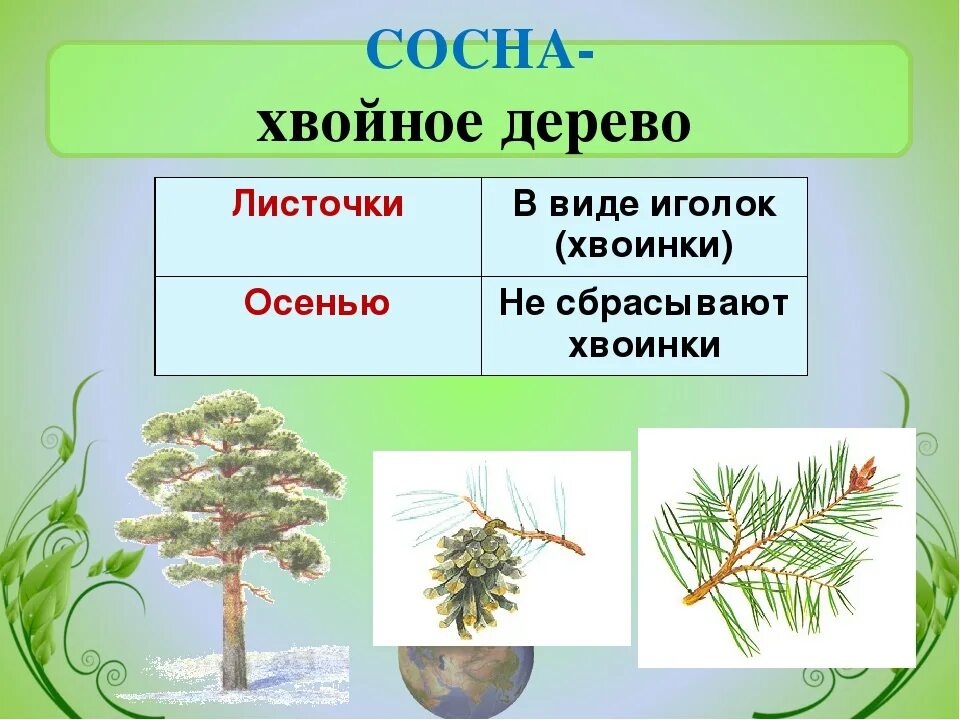 Хвойная части слова. Хвойное растение и его части. Хвойные деревья задания. Хвойные деревья задания для детей. Части сосны названия.