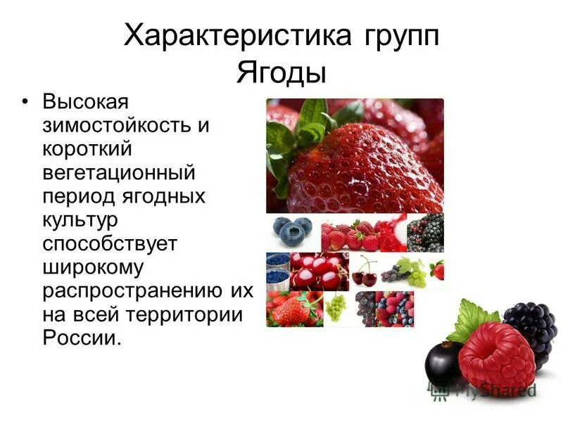 ягоды с названиями для детей. перечислите ягодовидные плоды. классификация плодов простые и сложные соплодие. плоды типы плодов классификация плодов. ягода представители.