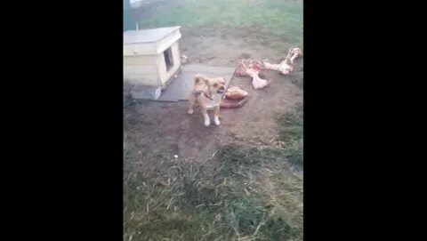 Бешеные собаки как пишется