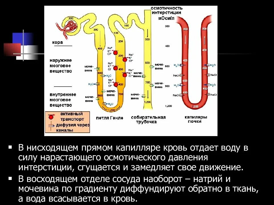 Восходящий и нисходящий ток. Движение крови в капиллярах. Движение крови в капиллярах физиология. Осмотическое давление в капилляре. Восходящий и нисходящий ток крови.