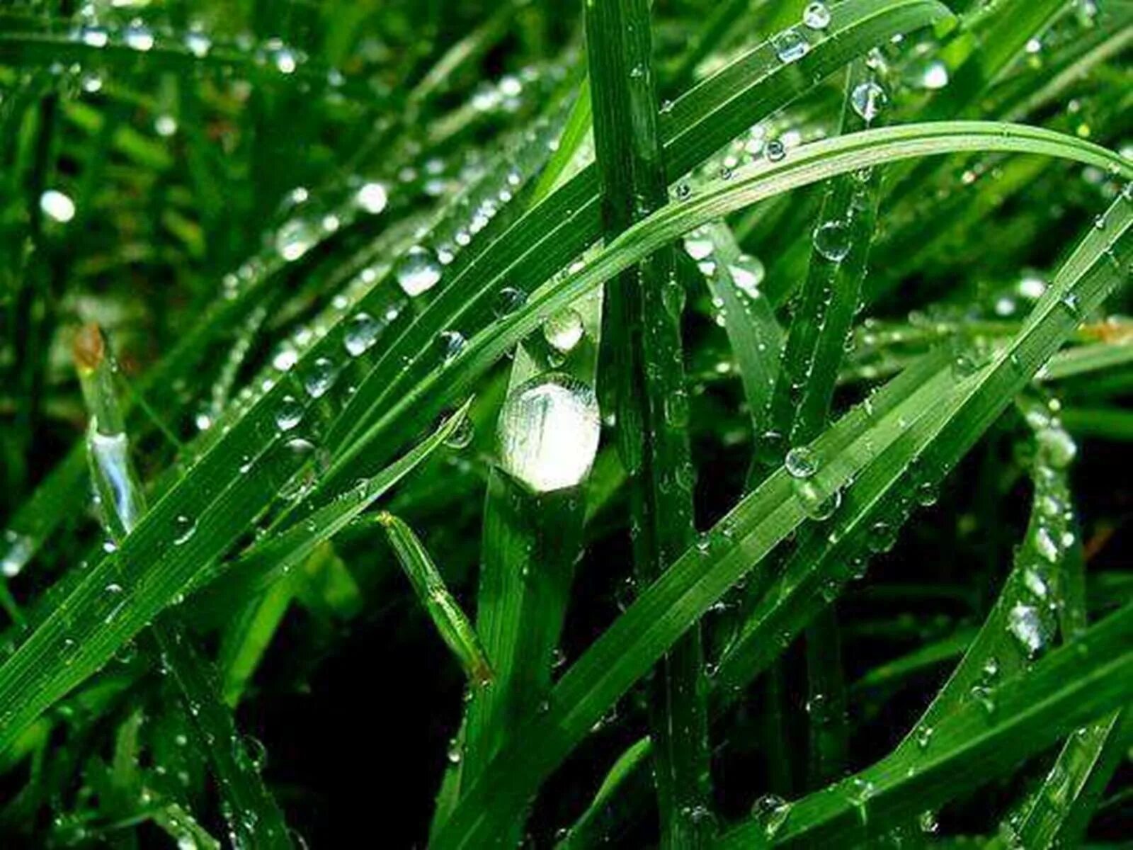 Воздух пахнет свежестью. Трава после дождя. Роса на траве. Медвяная роса. Утренняя роса.