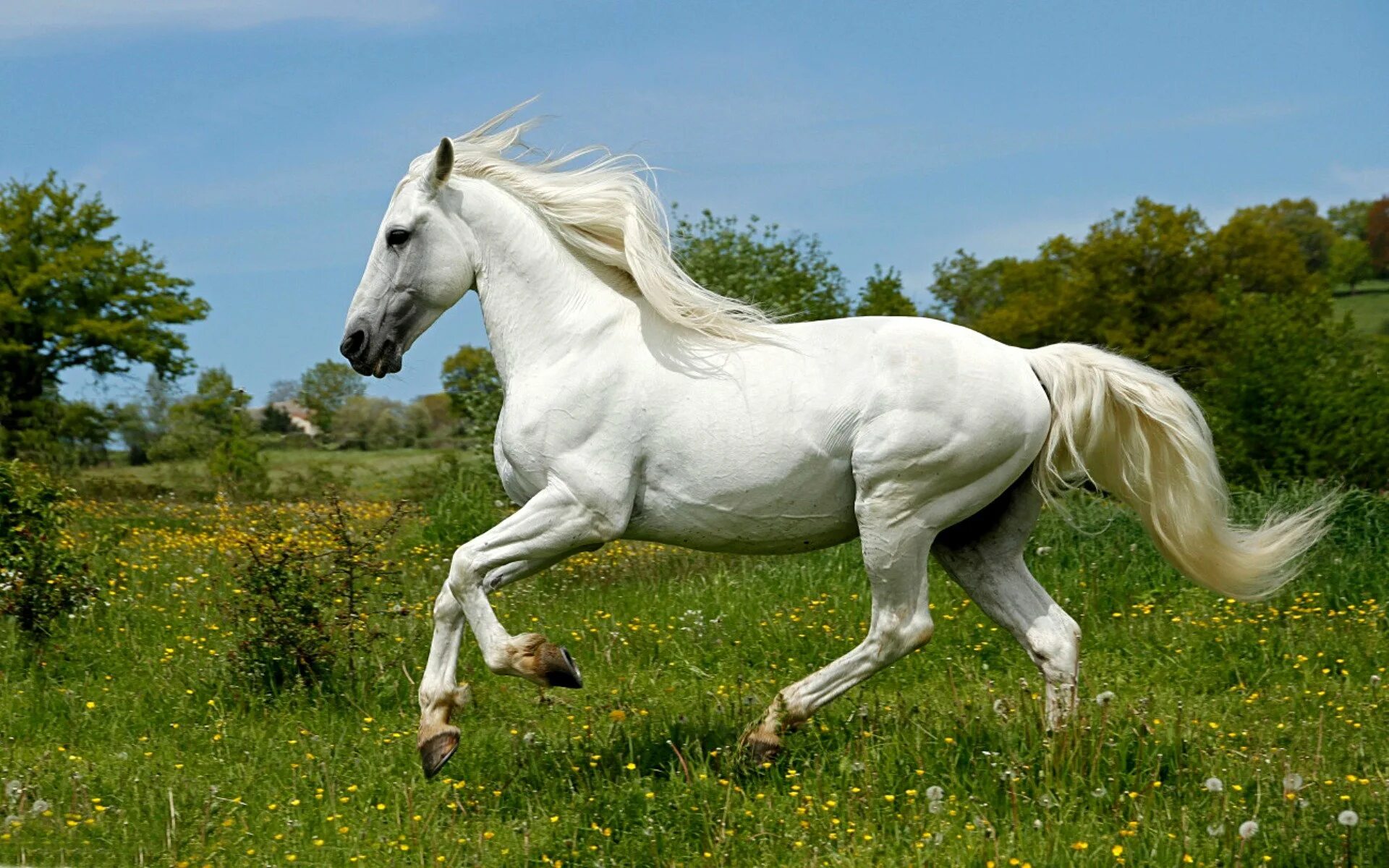 Белоснежные лошадки. Пегая Андалузская лошадь. Пегий Орловский рысак. Андалузская лошадь белая. Орловский рысак Эстетика.