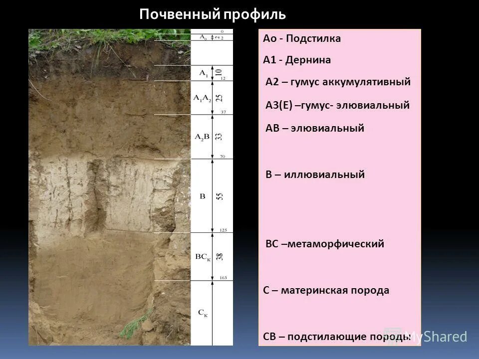 грунтовый профиль. почвенный профиль 3 слоя. почвы состав строение и структура. строение почвенного профиля. слои почвенного профиля.