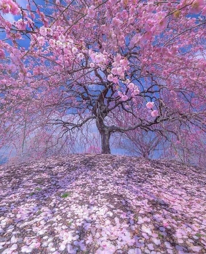 Красивое весеннее дерево. Сакура сомейошино. Сакура дерево цветение. Абрикосовое дерево Сакура. Слива и Сакура.