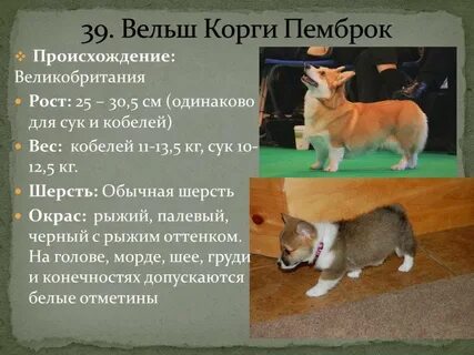 Корги описание характера