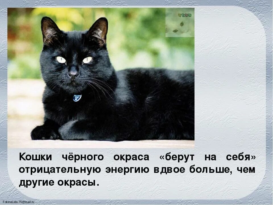 Приметы о черных кошках. Приметы и суеверия про кошек. Черная кошка суеверие. Черный кот примета. Черная кошка содержание