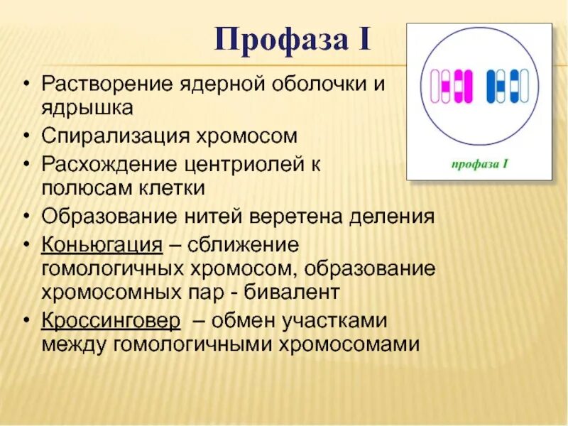 Растворение оболочки ядра происходит в. Профаза растворение ядерной оболочки. Растворение ядерной мембраны. Растворение ядерной оболочки и ядрышек. Ядерная оболочка профазы.