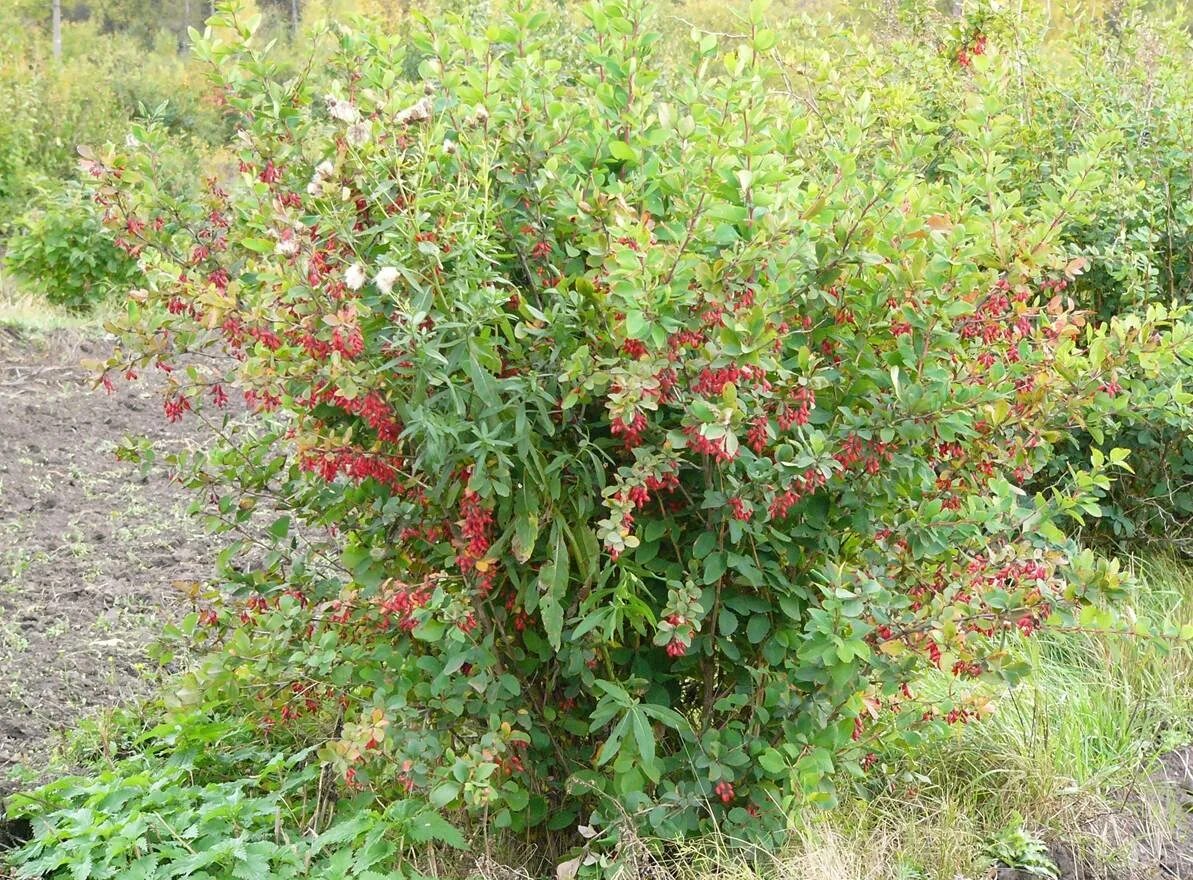 Барбарис обыкновенный кустарники. Барбарис обыкновенный кустарники. ). Барбарис обыкновенный куст. Барбарис обыкновенный кустарники.