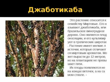 Дерево является растением