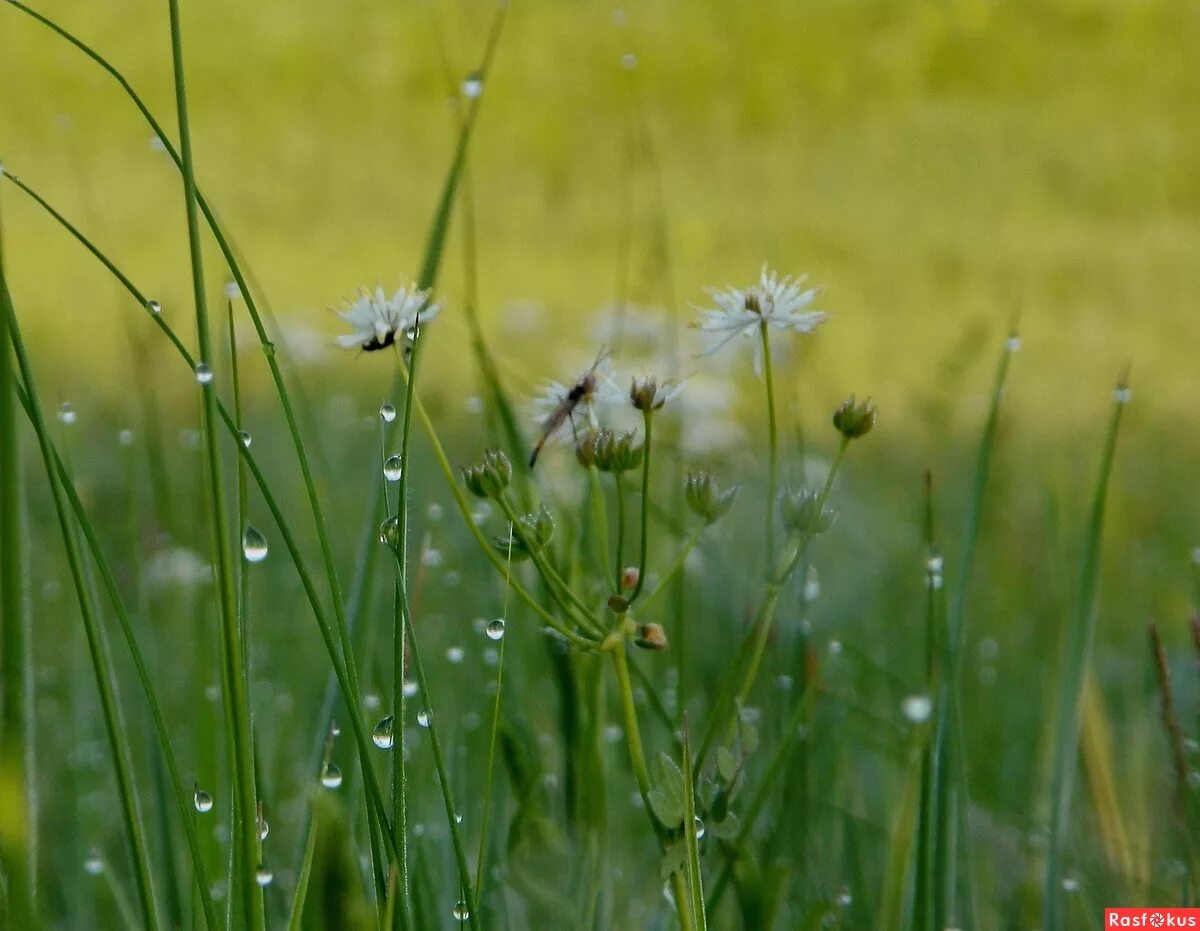 трава покрыта росой. обои трава. росистая трава. росистое утро. луг рассвет роса.