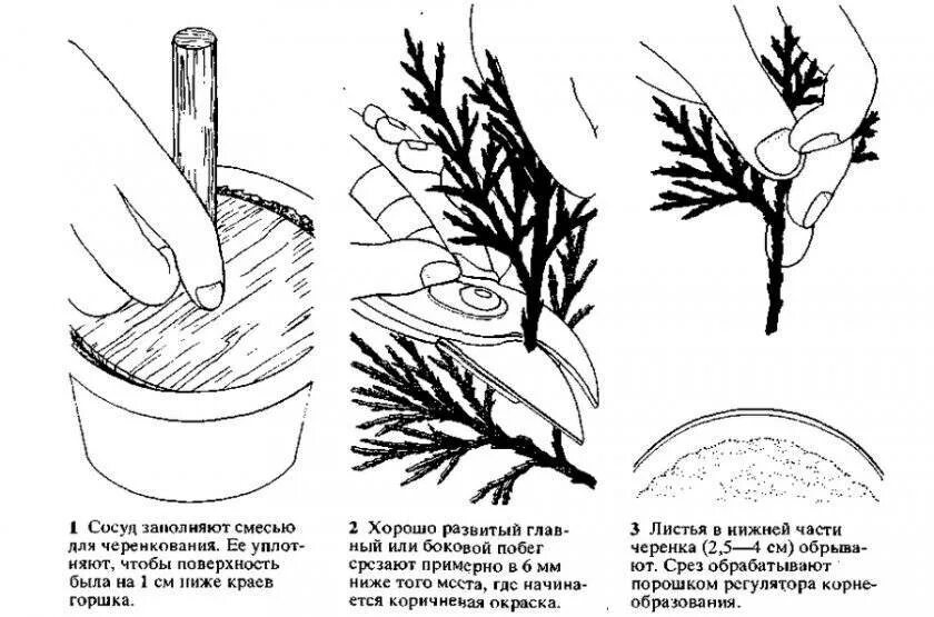 Черенкование хвойных. Можжевельник обыкновенный размножение черенками весной. Размножение туи/можжевельника черенками. Размножение можжевельника черенкованием. Размножить можжевельник черенками весной.