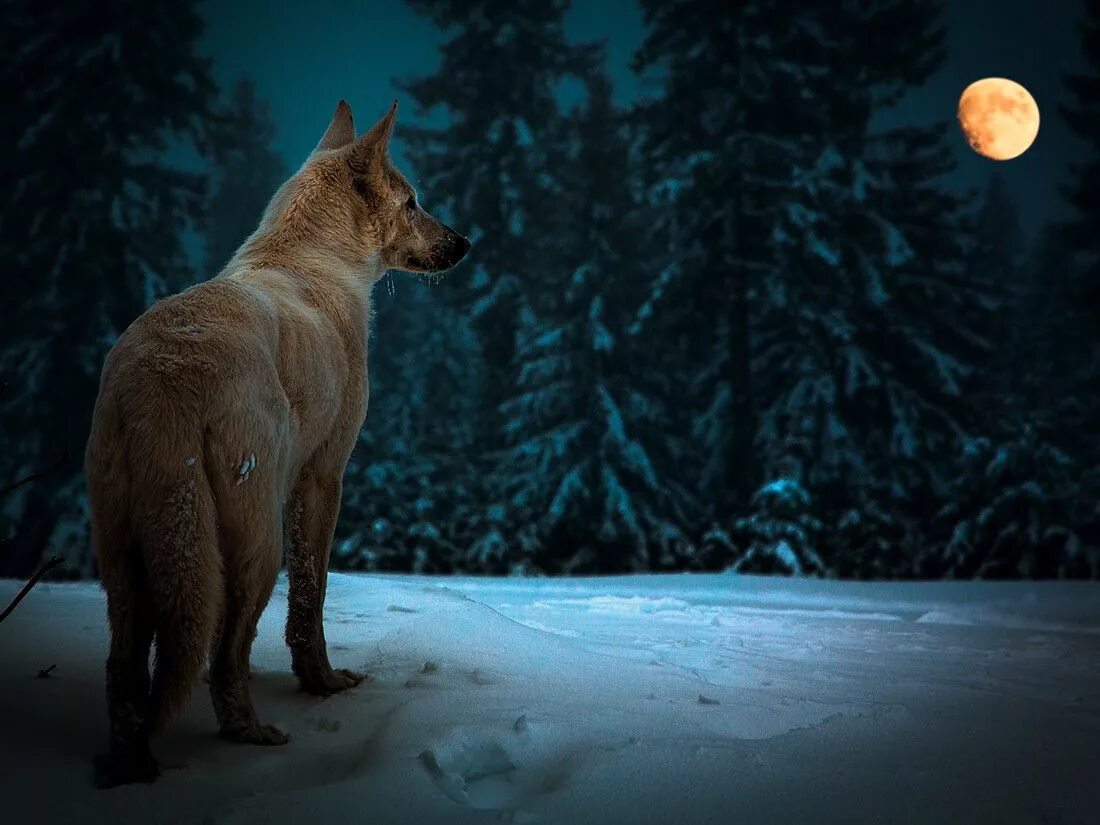 Волк выходит ночью. Волк в ночном лесу. Волк в ночи. Животные ночью в лесу. Волк в лесу ночью.