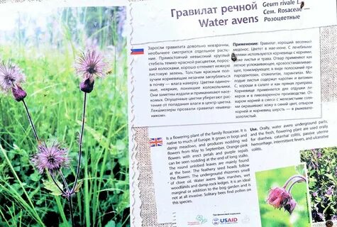 Гравилат речной свойства