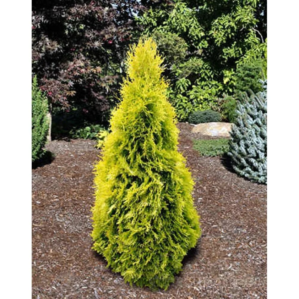 Туя меняет цвет