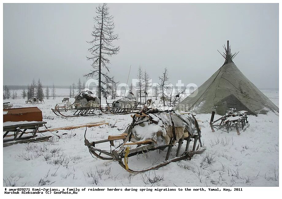 нарты ненцев. нганасаны нарты. чум оленевода. нганасаны нарты. ханты приуральского района день оленевода.