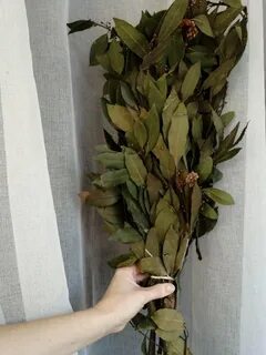 Веник лаврового листа