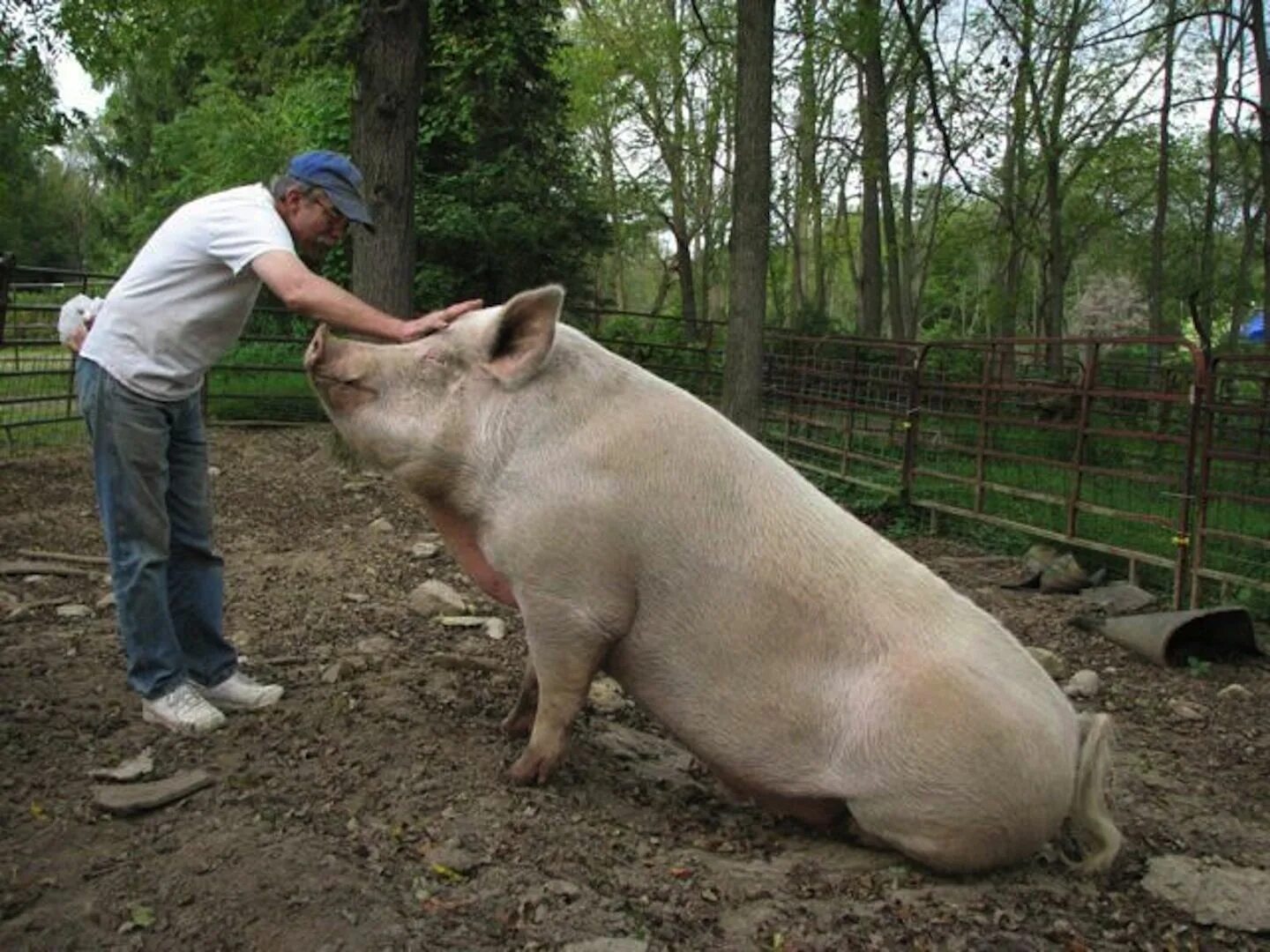 Big pig. Огромная свинья. Свинья взрослая. Большие свиньи.