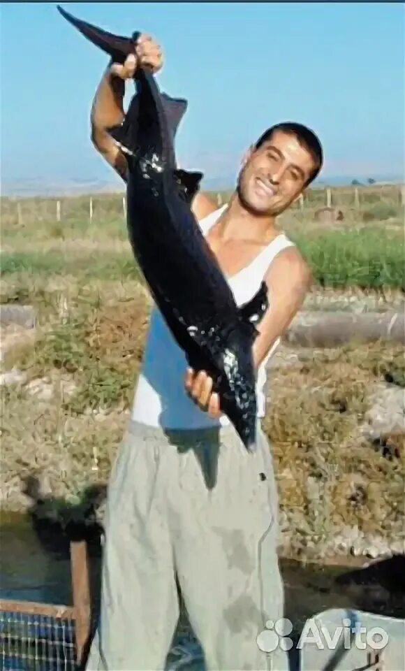 Армянская рыба. Армянская рыба сига. Сиг Армения. Самая дорогая рыба в Армении.