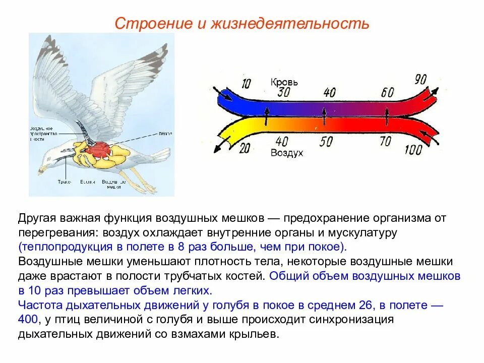 Презентация особенности строения и процессов жизнедеятельности птиц. Жизнедеятельность птиц. Функции воздушных мешков у птиц. Строение и жизнедеятельность птиц. Птицы строение и функции.