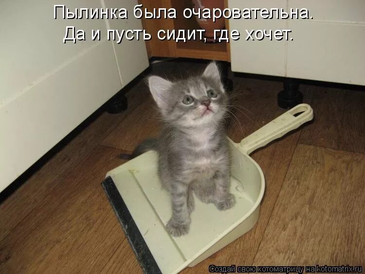 Приколы с котами до слез с надписями. Котики смешные с надписями до слез. смешные котики с надписями до слёз. смешные коты с подписями до слез. приколы с котами с надписями до слез.