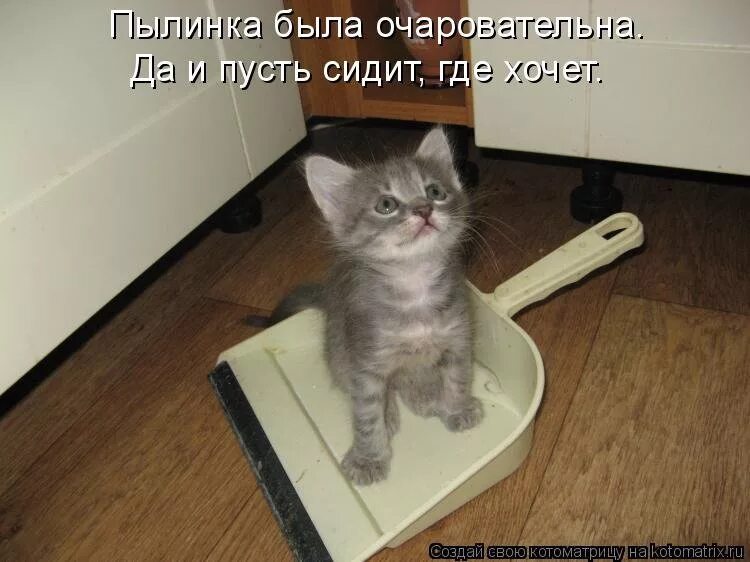 Помогите слезть. Коты с надписями. Коты приколы с надписями. Котики смешные с надписями до слез. Прикольные коты с надписями до слез.