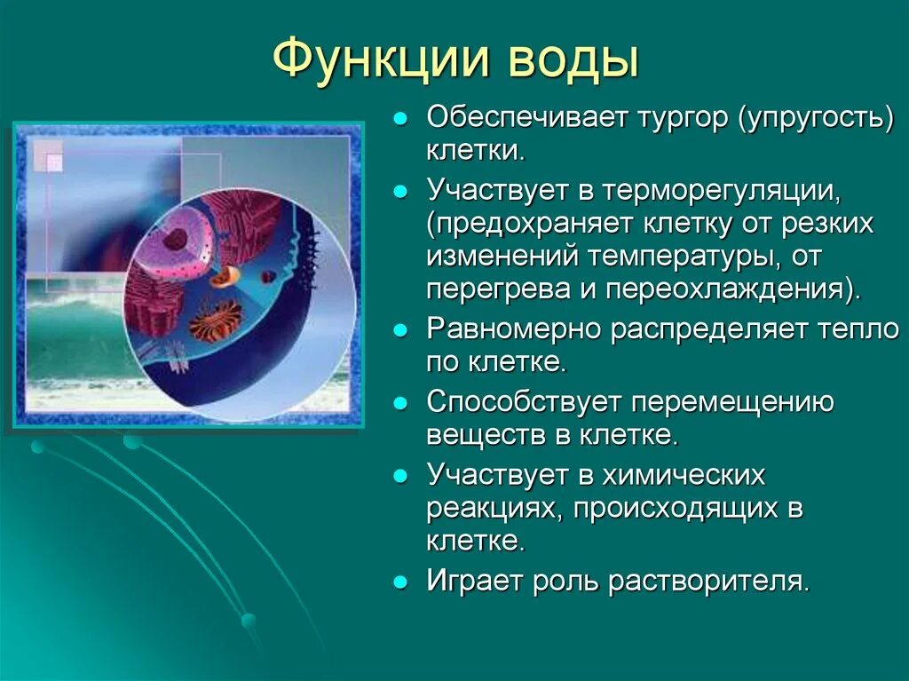 Роль воды в жизнедеятельности клетки. Функции воды. Функции воды кв клетке.