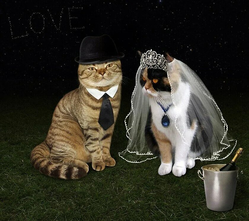 Кошки в свадебных нарядах. Кот на свадьбе. Кошачья свадьба. Котики жених и невеста.