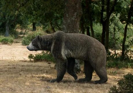 Арктотерий
