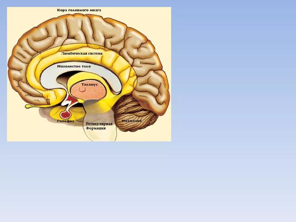 Ирритация коры головного мозга. Гипоталамус и лимбическая система. Гипоталамус таламус гиппокамп.
