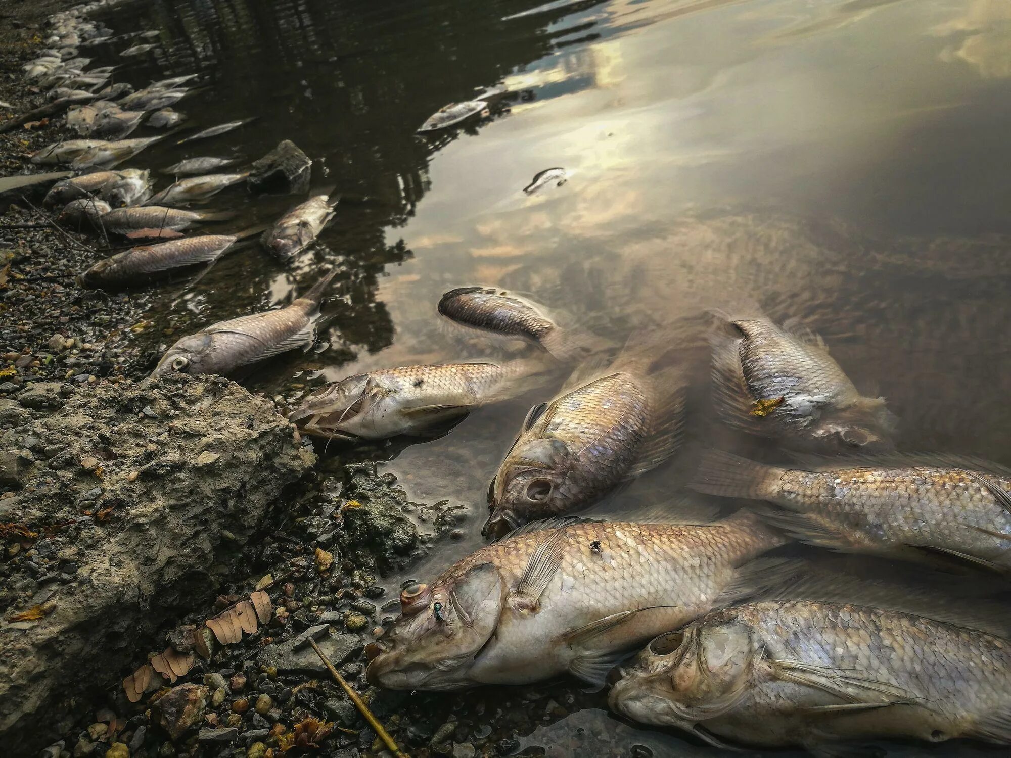 Рыба в грязной воде. Рыбы в загрязненных водоемах.