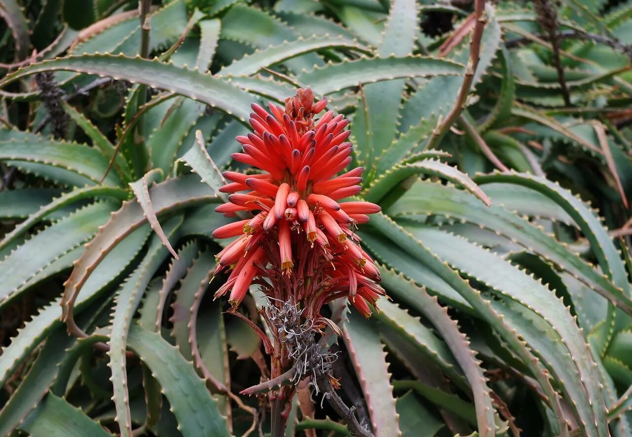 Алоэ древовидное столетник. Алоэ древовидное (Aloe arborescens). Алое древовидное столентий. Алоэ столетник Бабушкин. Цветущий столетник