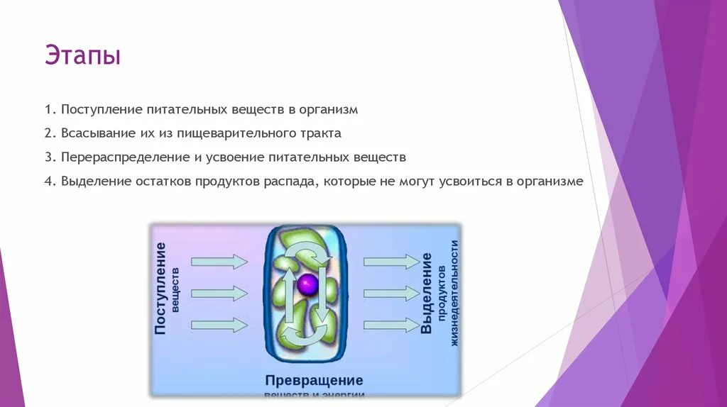 Выделения продуктов распада. Питательные вещества и их превращения в организме. Этапы поступления питательных веществ в организм. Перераспределение питательных веществ в организме. Поступление веществ в организ.